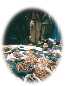 Here and There: Medicinal Plants in Niger Image